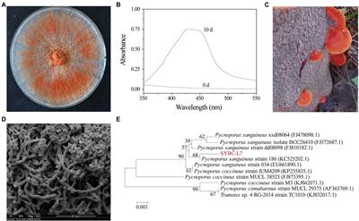 Pigment production by a newly isolated strain Pycnoporus sanguineus SYBC-L7 in solid-state fermentation